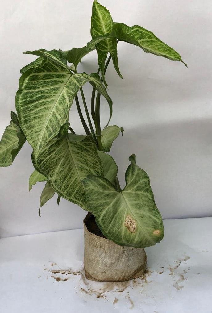Syngonium
